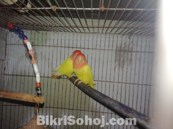 love bird